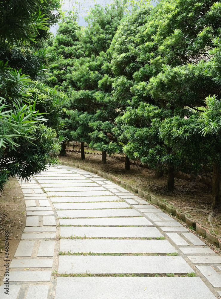 Stone pathway with pine tree in both side Stone pathway with pine tree in both side