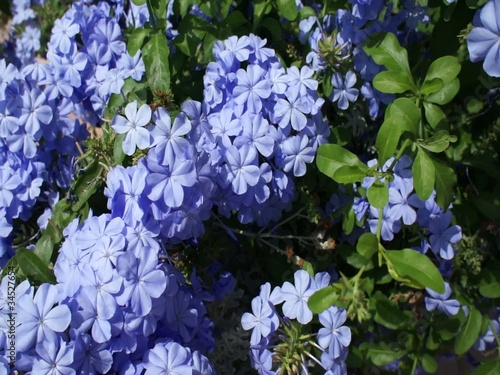 azzalea blu