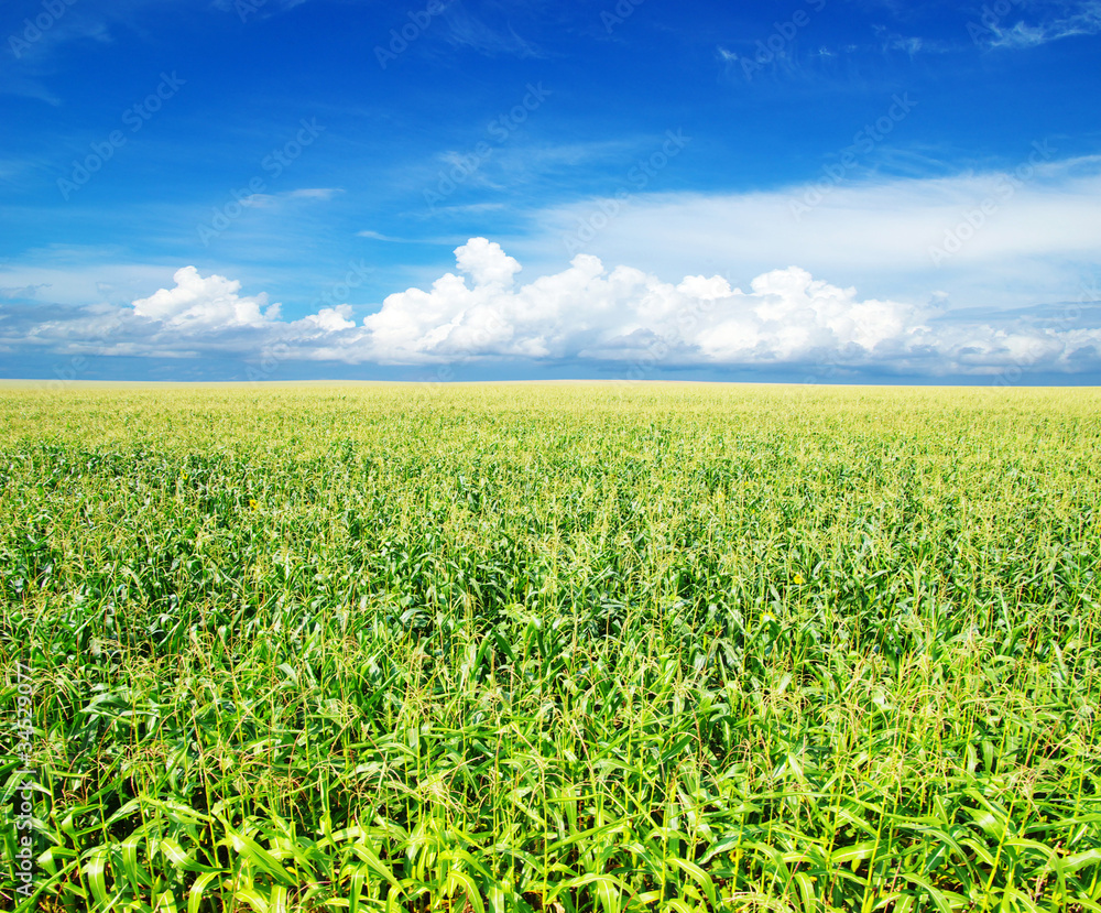 field field