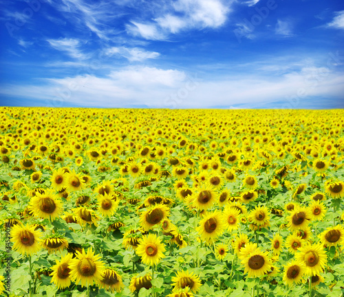 sunflower field