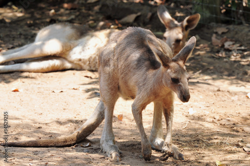 Western Grey Kangaroo photo