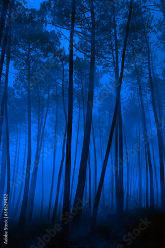 Blue forest #34529432