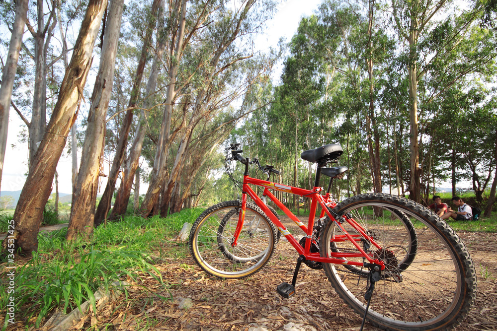 bike in forest