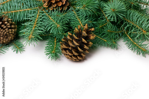 Pine cones and fir-tree