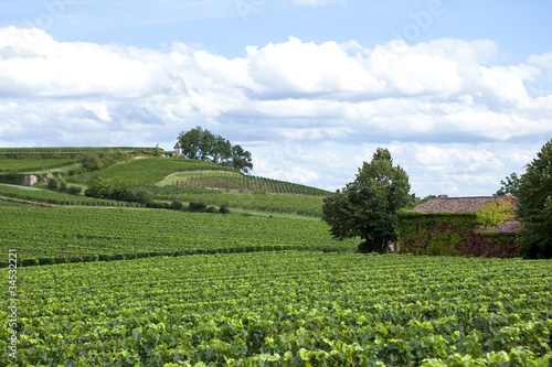 Saint-Emilion, vin, vignoble, Bordeaux, raisin, vignes, vert