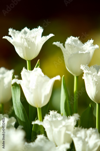Fotografie White tulip flowers