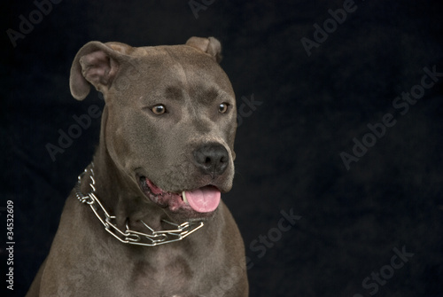 Pit Bull Portrait