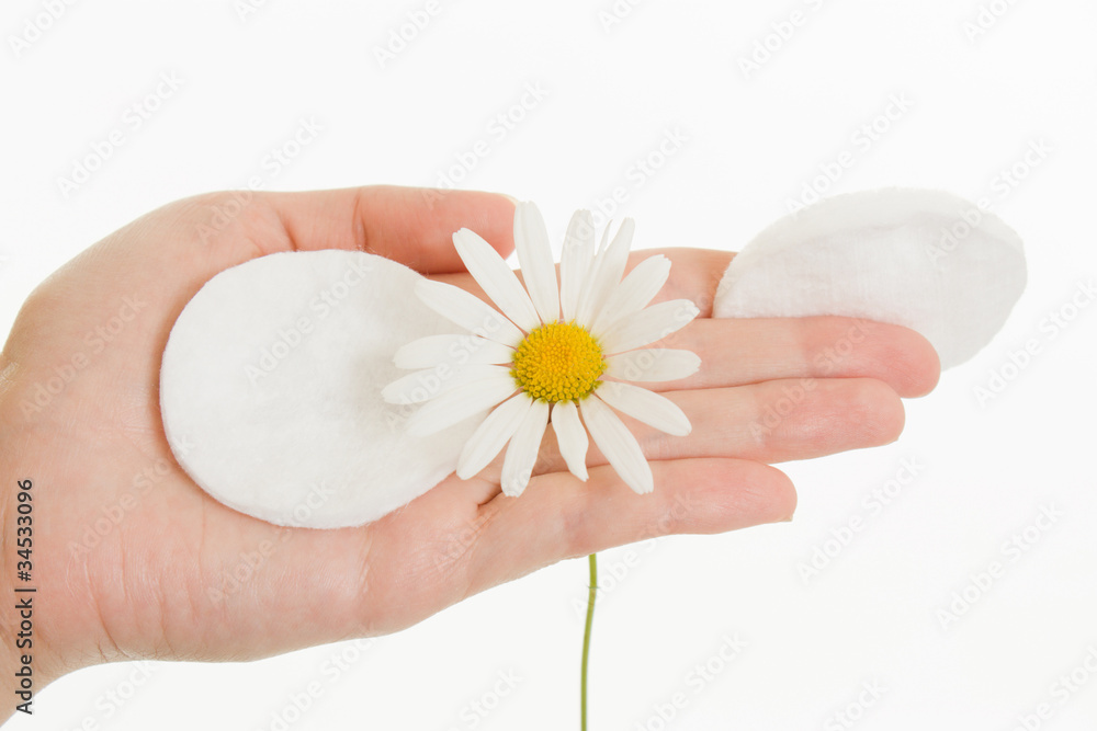 Daisy on the palms on a white background. Daisy on the palms on a white background.