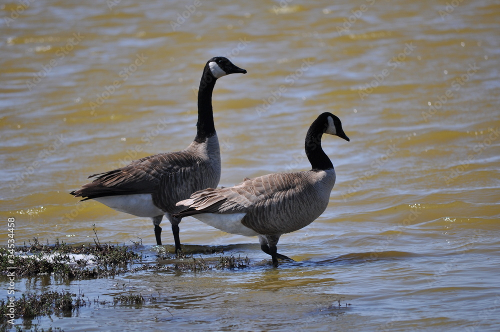 Canadian Geese