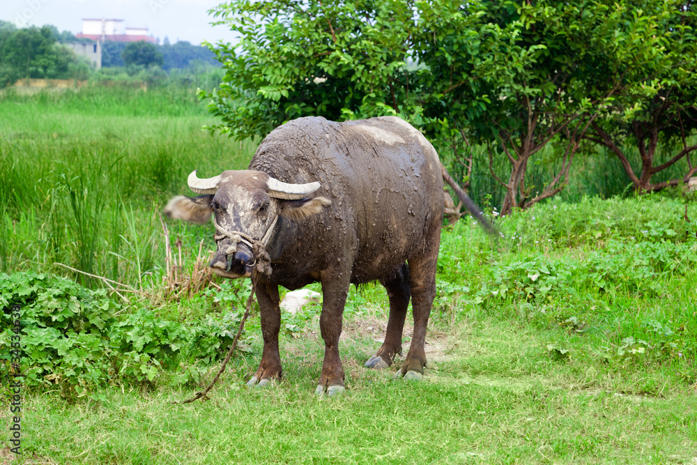Domestic Asian water buffalo Domestic Asian water buffalo