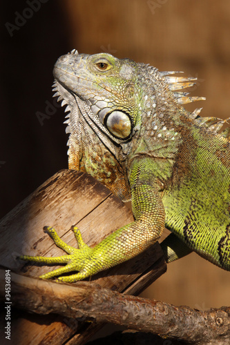 Grüner Leguan