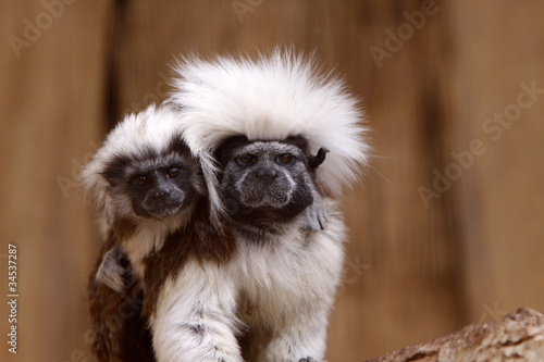 Wallpaper Mural Lisztaffe mit Jungtier Torontodigital.ca