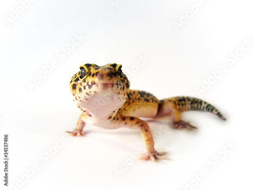 Leopard Gecko 2 - Eublepharis macularius