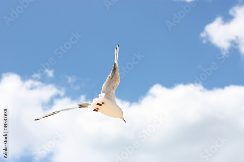 Flight of a seagull