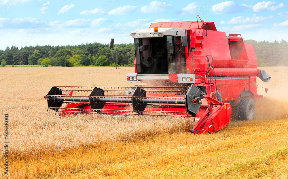 Obraz premium Combine harvesting wheat