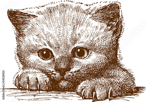 Kitten