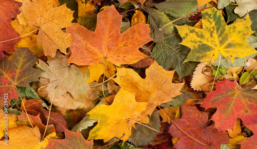 A beautiful Autumn background image of fallen leaves