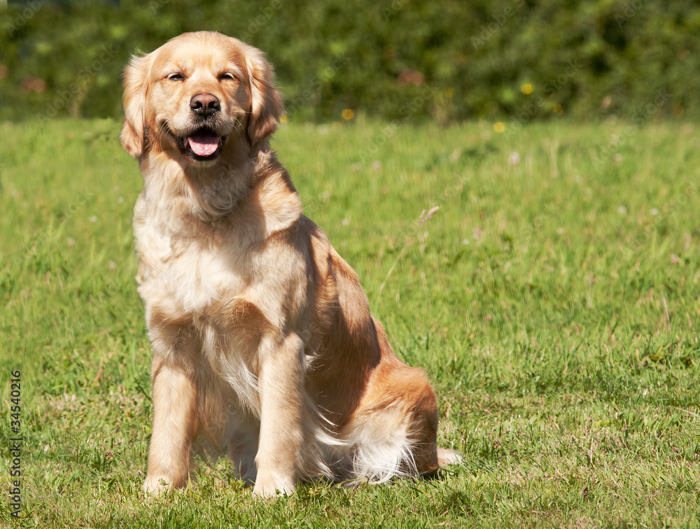 Golden Labrador sitting in a meadow Golden Labrador sitting in a meadow