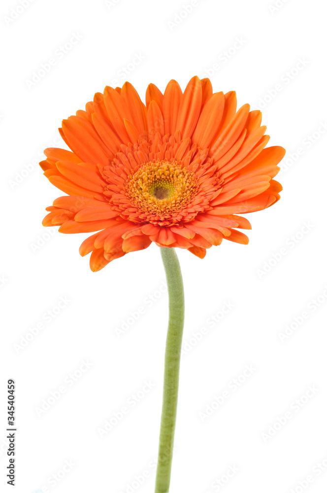 Orange daisy-gerbera