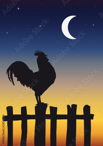 Coq_aube