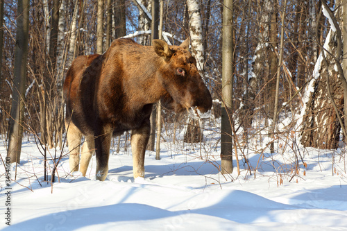 big female of elk in woods at winter