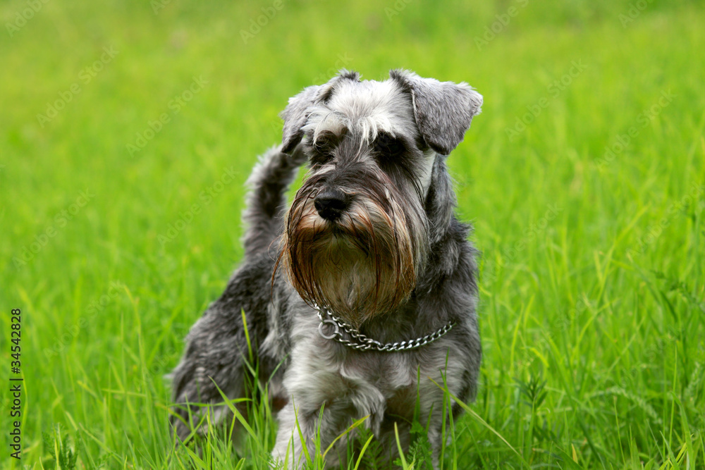 schnauzer