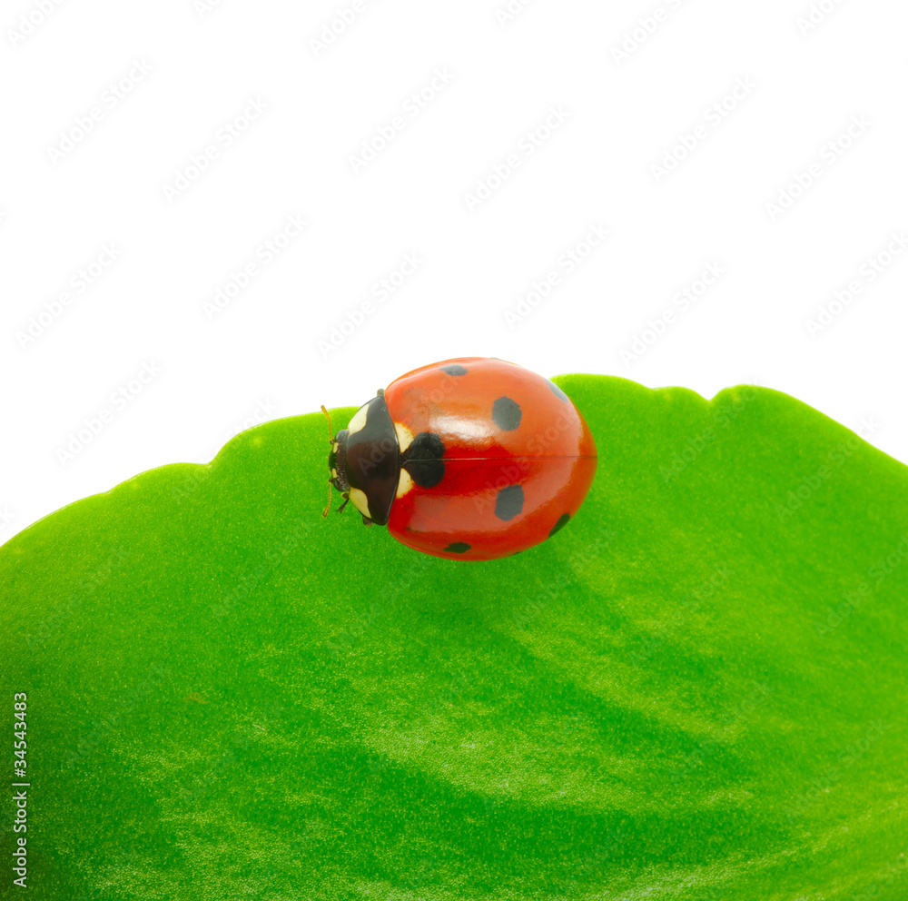 ladybug ladybug