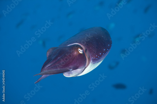 Bali Squid