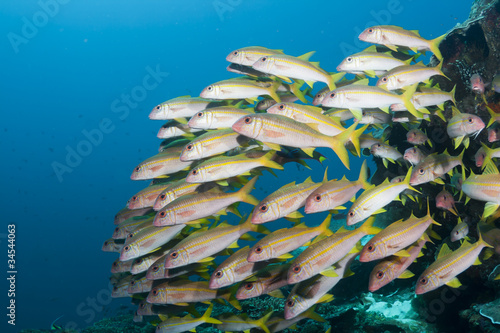 Yellow striped goatfish photo