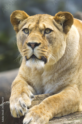 Portrait of a Lioness