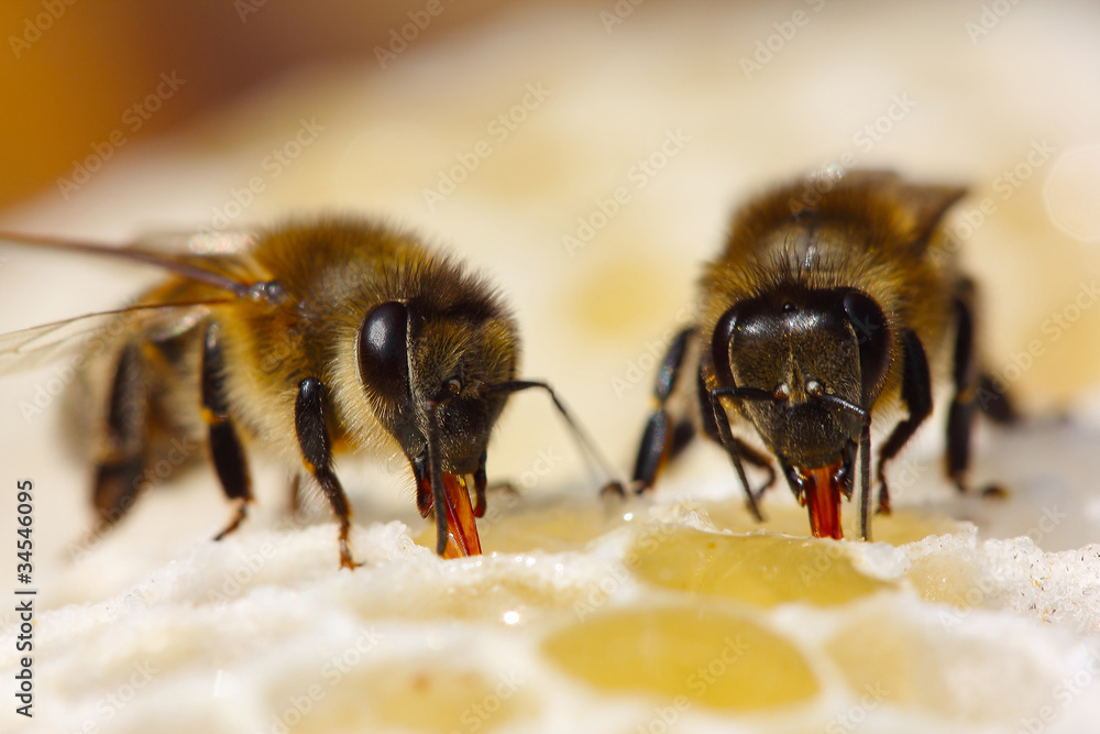 The process of converting nectar to honey - obrazy, fototapety, plakaty 