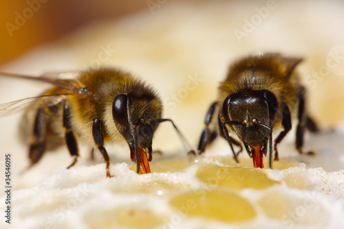 Slika na platnu The process of converting nectar to honey