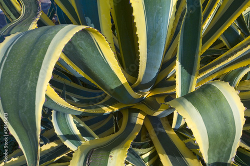 italie; sardaigne; ogliastra : agave photo