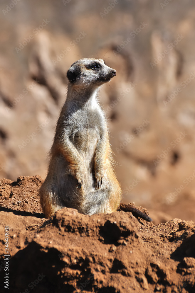 suricate debout 2 suricate debout 2