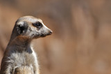 tête de suricate 2