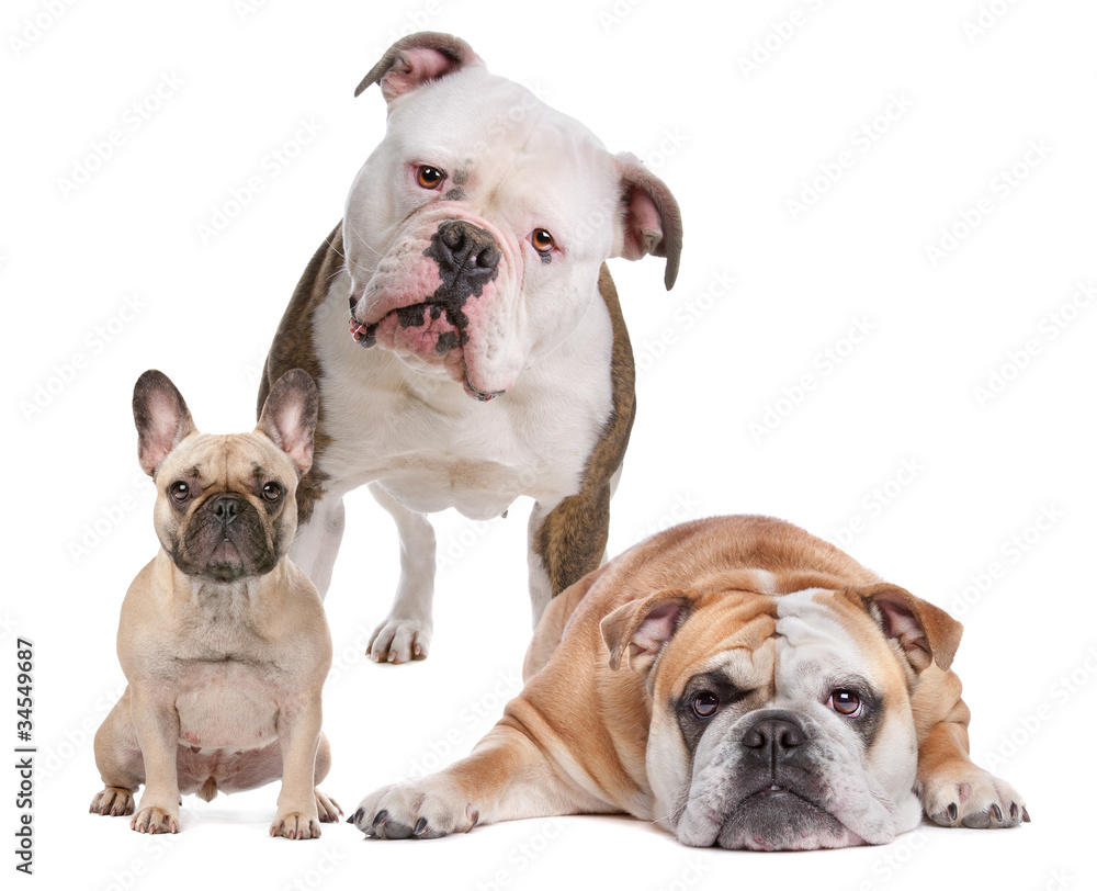 Fototapeta premium The Bulldog Family