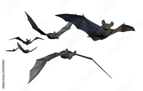 Photo Bats Flying - on White