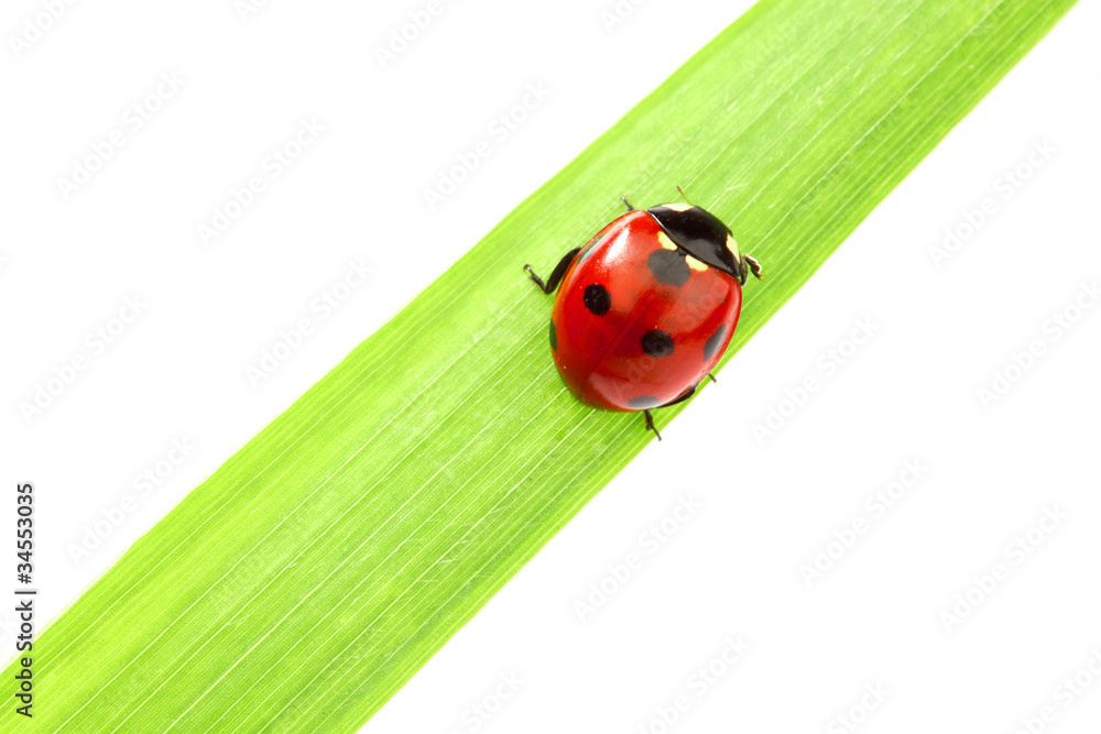 ladybug on grass ladybug on grass