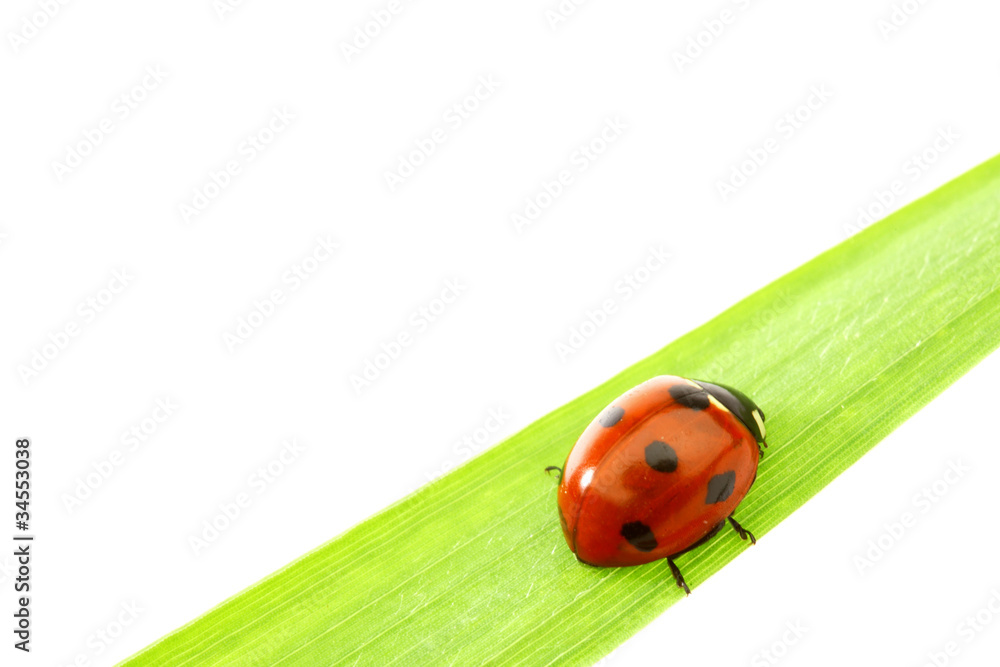 ladybug on grass ladybug on grass