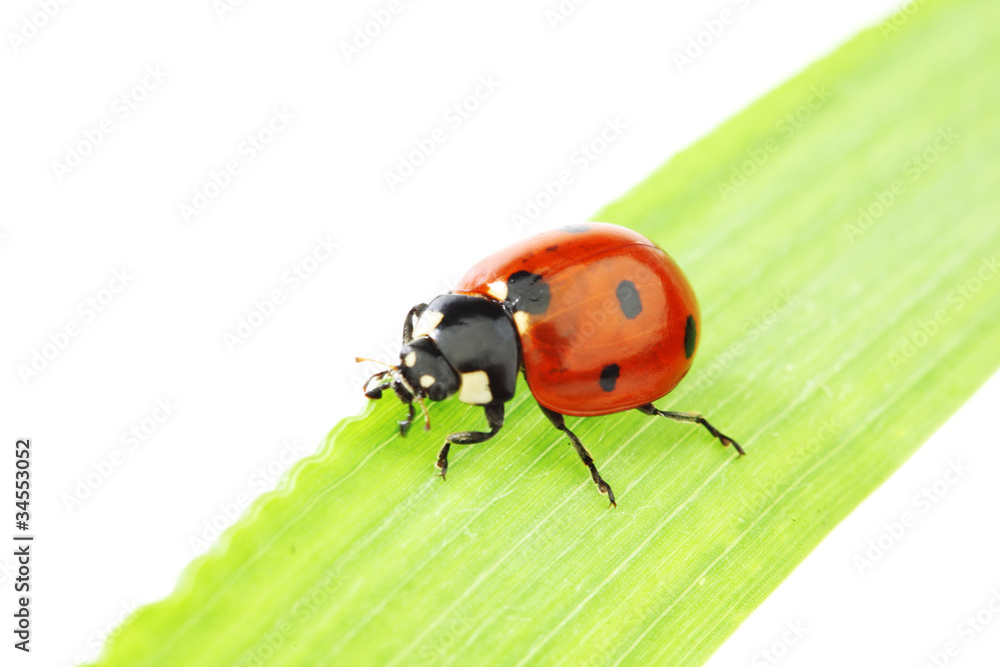 ladybug on grass ladybug on grass