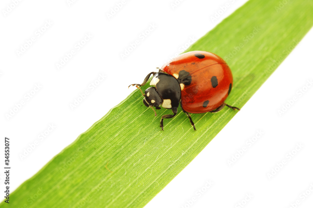 ladybug on grass ladybug on grass