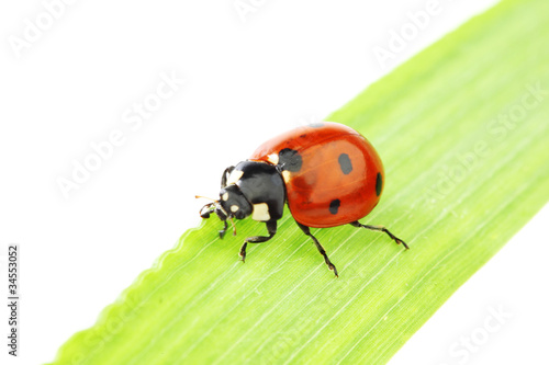 ladybug on grass © yellowj
