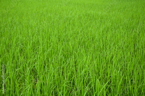 Rice seedling background
