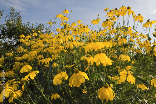 yellow flowers photo