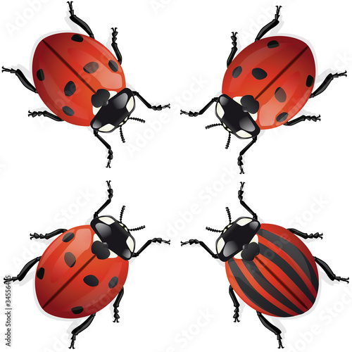 coccinelle différence