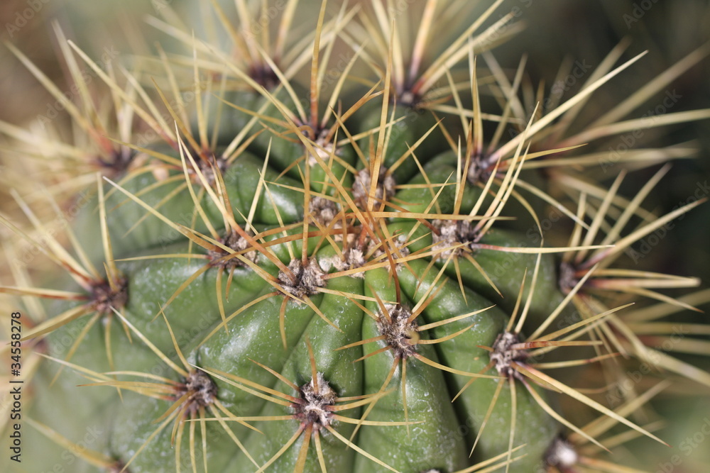 Trichocereus Candicans in Nahaufnahme Trichocereus Candicans in Nahaufnahme