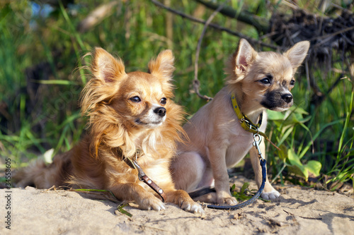 chihuahua dog and puppy on nice sunny summer day