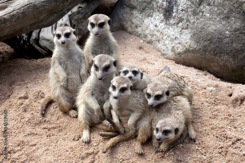 The group of a meerkat