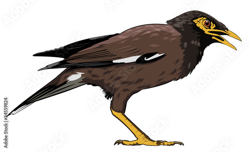 Common myna