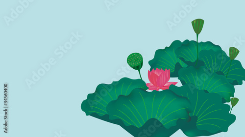 Lotus background
